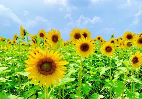 Halting consultation services during Japan school summer holidays