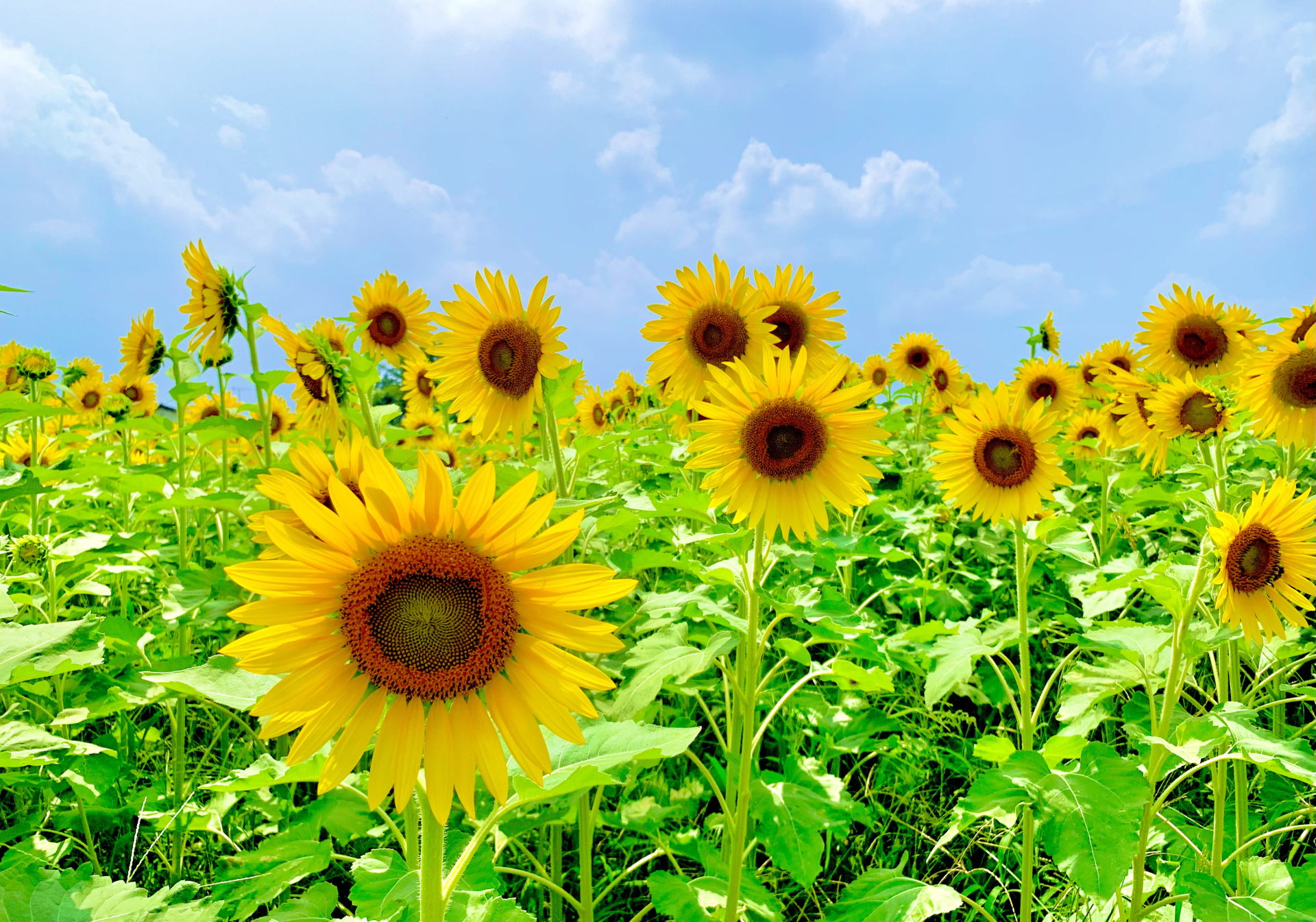 Halting consultation services during Japan school summer holidays